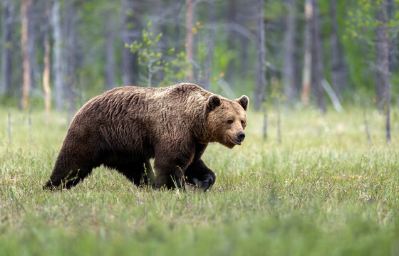 Wild brown bear ( Ursus arctos )