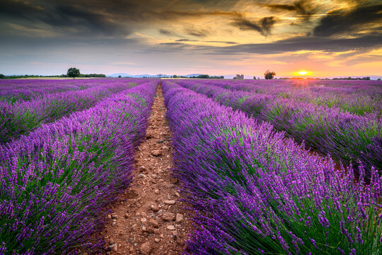 Beautiful landscape of lavender filed in Provence - France