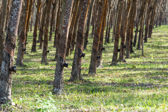 Rows of rubber trees in plantation with bark tapping marks for latex collection in tropical agriculture landscape natural pattern and sustainable farming industry
