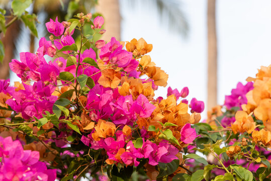 Vibrant bougainvillea flowers in pink and orange blooming in tropical garden lush leaves bright sunlight natural decorative plant outdoor beauty