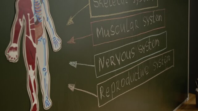 No people close-up of human body educational diagram on blackboard prepared for anatomy lesson at middle school, highlighting skeletal, muscular, nervous and reproductive systems for comprehension