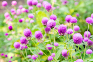 Fototapeta premium Purple globe amaranth flowers blooming in garden with soft green background natural light showing vibrant floral texture fresh plants and ornamental beauty
