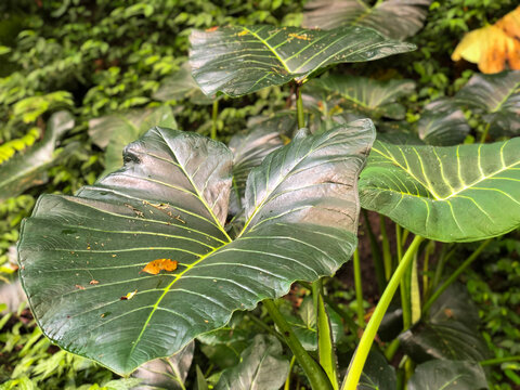 Lush taro plant (Colocasia esculenta) with large tropical green leaves growing naturally in a humid garden. Exotic edible foliage ideal for agriculture, botanical, and rainforest themes.