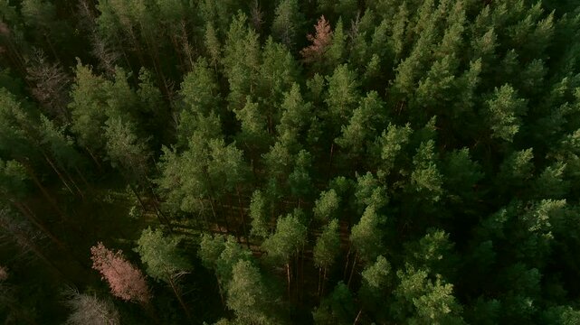 Top aerial perspective of a dense pine forest with dramatic natural shadows.