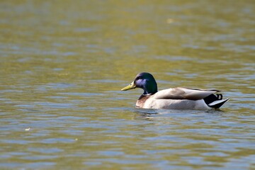 Obraz premium Male Mallard Duck