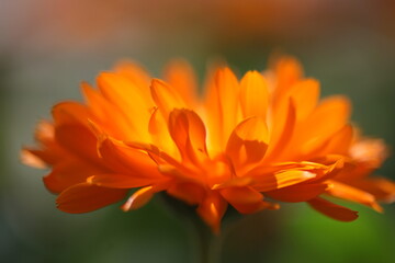 Fototapeta premium Spring flowers and plants macro close-up with natural light and bokeh
