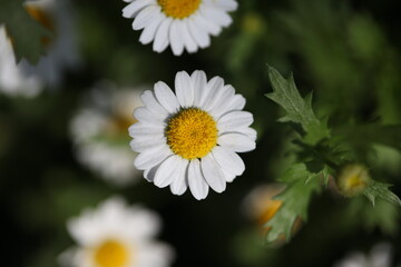Fototapeta premium Spring flowers and plants macro close-up with natural light and bokeh