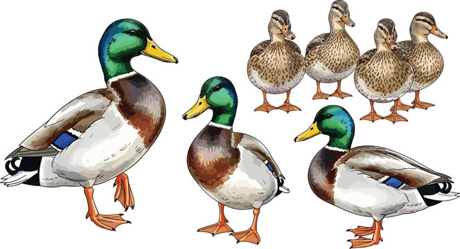 Realistic mallard duck illustrations with male and female birds, detailed wildlife set for nature design, farming themes, ornithology studies, and educational materials