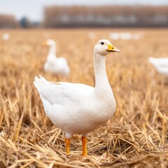 Obraz premium White Goose Standing in Harvested Field