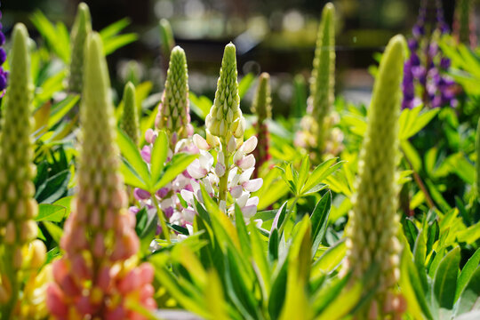 Beautiful colorful Lupine flowers blooming in a lush garden during spring season