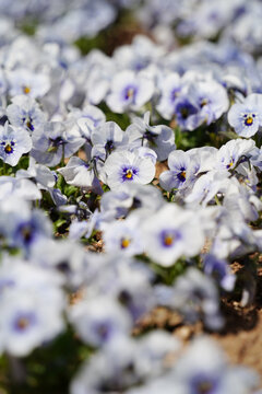 Field of soft light purple pansy flowers blooming with selective focus background