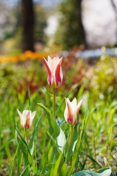 Beautiful red and white Lady Tulips blooming in a sunny spring garden field