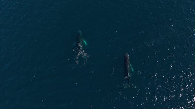 Humpback Whale gives birth to calf, La Ventana, Baja California, Mexico