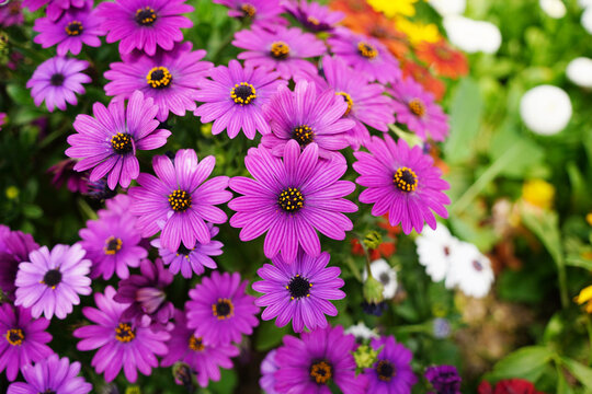 Vibrant purple African daisy flowers blooming in a lush summer garden
