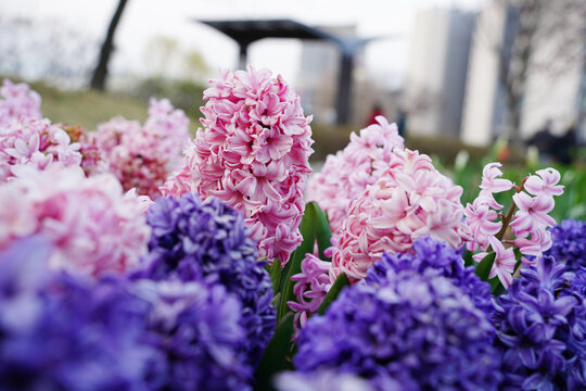 Beautiful pink and purple hyacinth flowers blooming in a city park garden