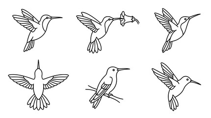 Obraz premium Line Art Collection of Hummingbirds in Vector Outline Style