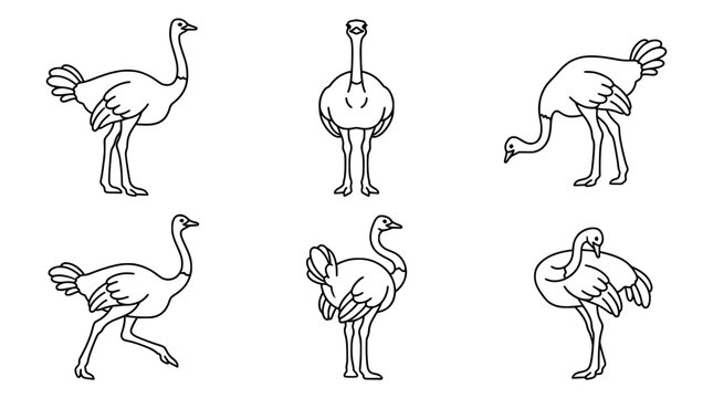 Dynamic ostriches captured in unique line art collection design