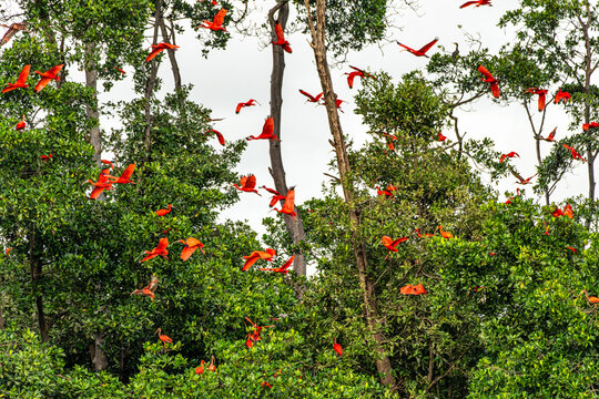 Scarlet ibis flying back home to their sleeping place, Revoada dos guaras on the Delta of the Parnaiba River in Brazil