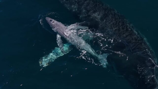 Humpback Whale gives birth to calf, La Ventana, Baja California, Mexico
