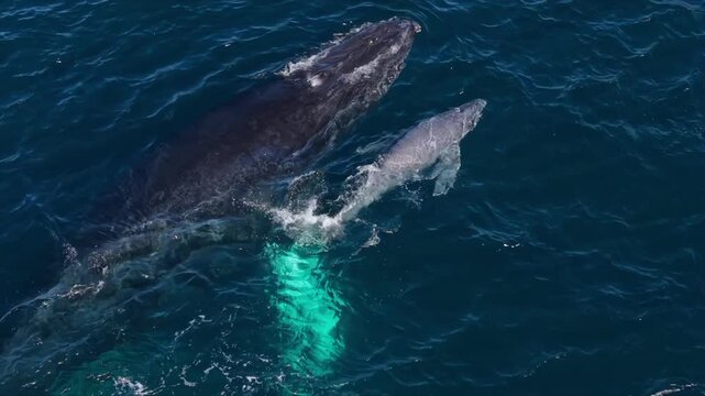Humpback Whale gives birth to calf, La Ventana, Baja California, Mexico