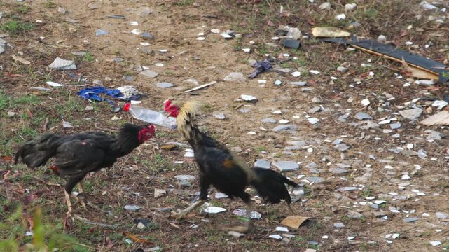 Two rooster was fighting at outdoor area