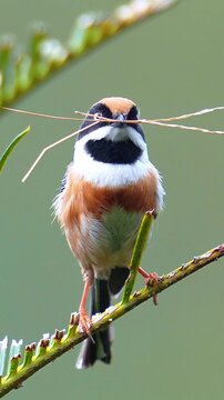 Small black-throated tit bird holding dry grass in its beak preparing for nest building, perched on a green plant stem in its natural habitat against a smooth blurred background