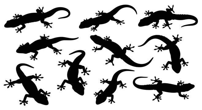 Gecko Silhouettes Collection: Various Poses and Angles