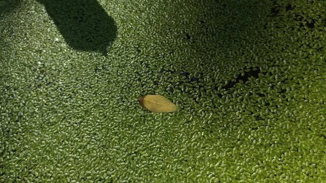 view of Azolla, a small aquatic plant of the floating fern family grows on the surface of water in tropical and warm waters. High in nitrogen and protein.Can used to feed animals or make compost