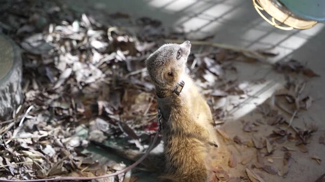 日差しの中で後ろ足で立ち、興味深く上を見つめる可愛いミーアキャット / Cute meerkat standing on its hind legs and looking up curiously in the sunlight