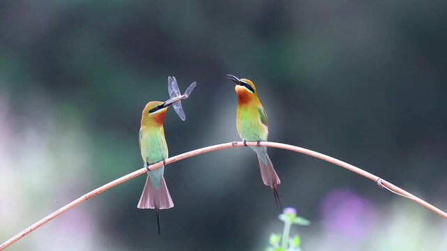 Two vibrant colorful bee-eater birds perched on a curved branch, one holding a caught dragonfly prey in its beak while the other watches, against a smooth blurred background in their natural habitat