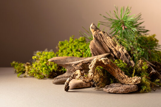 Abstract north nature scene with a composition of lichen, moss, and old snags.