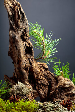 Abstract north nature scene with a composition of pine branches and dry snags.