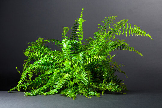 Green fern on a black background.