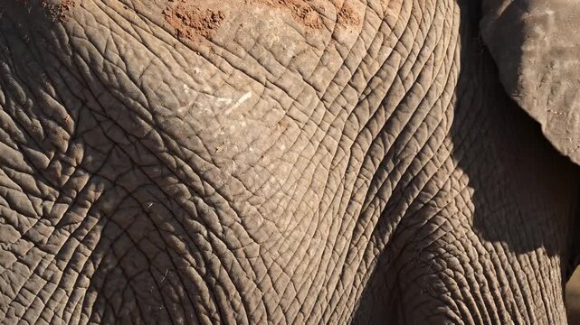 Close up of an elephants textured skin and ear in natural light.