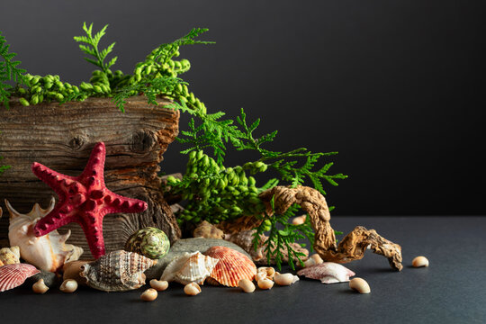 Abstract nature scene with a composition of seashell, starfish, green branches, and snags.