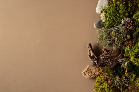 Abstract north nature scene with a composition of lichen, moss, and old snags on a beige background.