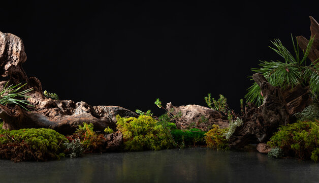 Northern natural composition with lichen, moss, pine branches and driftwood.