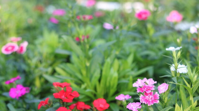 Dianthus Flower Close Up in 4K | Vibrant Red Garden Bloom