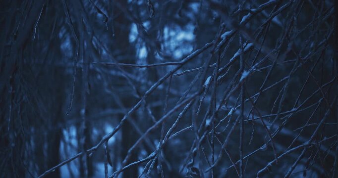 Dark Blue Ice Covered Branches Hanging in Freezing Winter Forest