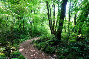 Fototapeta premium fine path through mossy old trees