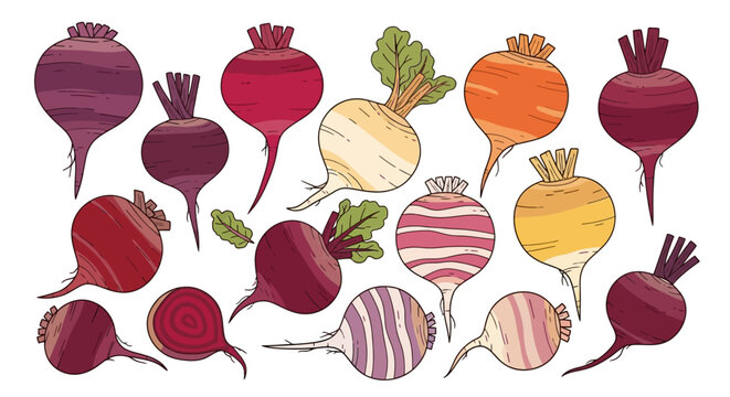 Colorful variety of beetroot vegetables.