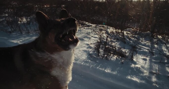 Dog Attacks in Slow Motion - Explosive Winter Action in Frozen Field