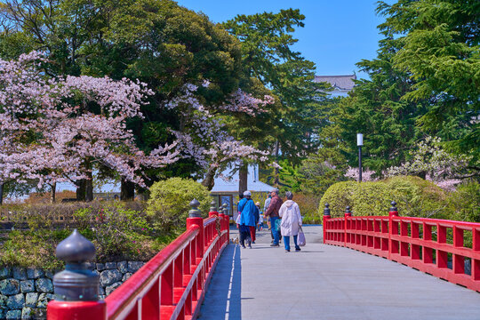 桜咲く神奈川県小田原市の小田原城東側の学橋から二の丸広場方面
