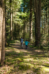 Fototapeta premium Sunlight filters through the tall trees of a lush forest as two young children playfully run along a trail. The scene is peaceful and full of natural beauty.