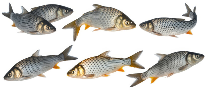 Collection of fresh silver fish with yellow fins isolated on a white background