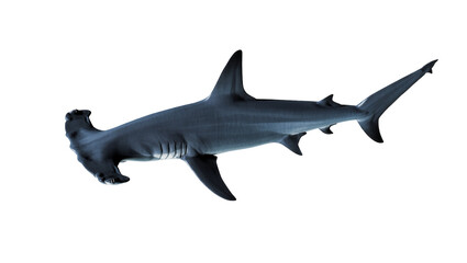 Fototapeta premium Gray Hammerhead Shark Swimming Sideways with Fins and Dorsal Fin