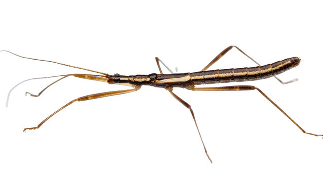 Brown striped stick insect with long antennae and slender legs