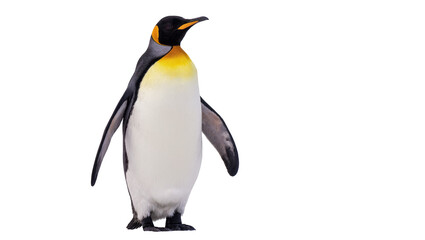 King Penguin Standing Profile View with Yellow Markings and Black Wings © Thaddeus