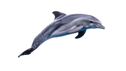Gray speckled Dolphin swimming gracefully with dark flippers and snout © Thaddeus