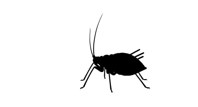 Black cockroach insect side view.